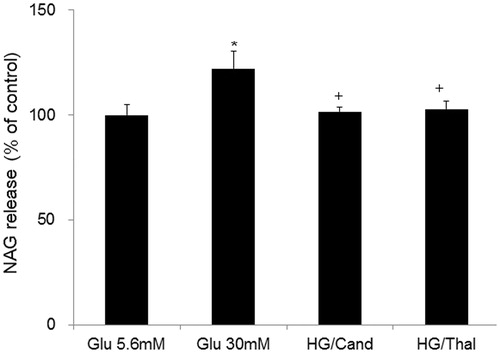 Figure 1. Effects of AT1 receptor blocker or thalidomide treatment on high glucose-induced NAG release in HK2 cells. *Denotes significant alterations at p < 0.05, when compared to control group (5.6 mM glucose) and +denotes significant alterations at p < 0.05, when compared to high glucose treatment (30 mM) group. Notes: Glu, glucose; HG, high glucose treatment (30 mM); Cand, candesartan; and Thal, thalidomide.