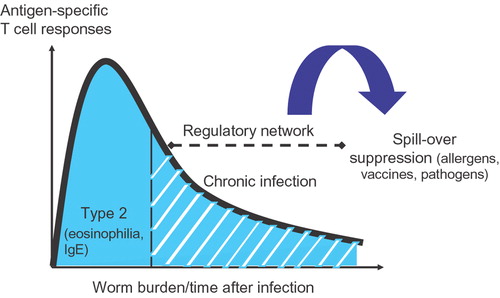 Figure 1 Schematic overview of the forming of a regulatory network during chronic but not acute helminth infections. It is proposed that these regulatory networks are instrumental in the suppression of immune responses to bystander antigens, such as allergens.