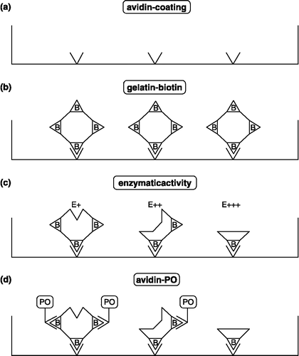 Figure 1 Schematic representation of the gelatinase assay using biotinylated gelatin as substrate.