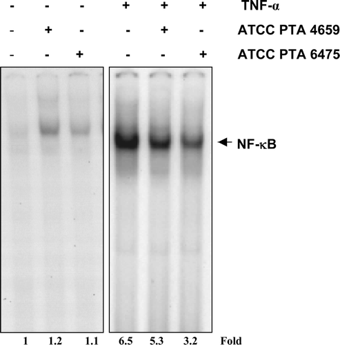Figure 3.  Lactobacillus reuteri inhibits TNF-induced NF-κB activation. KBM-5 cells (2×106 cells/well) were incubated with different L. reuteri conditioned media (20%) for 16 h, activated with TNF (0.1 nM) for 30 min, and analyzed for NF-κB activation by EMSA. The dried gels were visualized with a Storm 820 and radioactive bands were quantified using ImageQuant software (Amersham Pharmacia Biotechnology, Piscataway, NJ, USA). In the presence of TNF-α, pretreatment with L. reuteri ATCC PTA 6475 significantly inhibited NF-κB activation compared with strain ATCC PTA 4659.