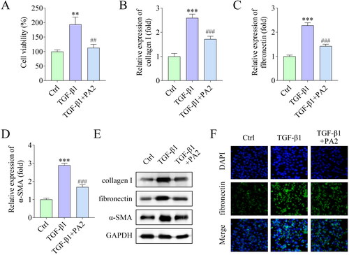 Figure 2. PA2 inhibits TGF-β1-induced HSC activation. (A) Cell viability of LX-2 cells after being treated with TGF-β1 and PA2. The expression of (B) collagen I, (C) fibronectin, and (D) α-SMA was measured using qPCR. (E) Western blot evaluated the collagen I, fibronectin, and α-SMA levels. (D) The fluorescence signal of fibronectin in LX-2 cells. n = 3. ***p < 0.001 and **p < 0.01 vs. the control group. ###p < 0.001 and ##p < 0.01 vs. the TGF-β1 group.