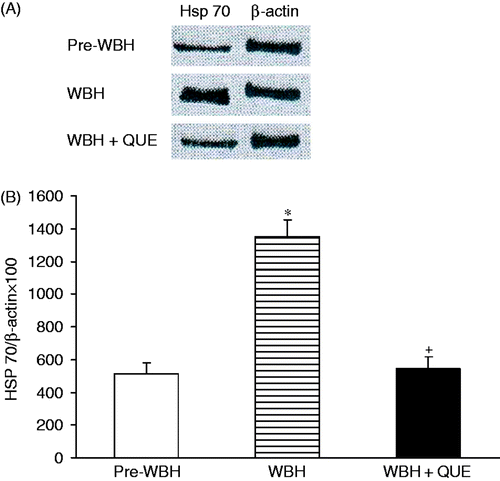 Figure 6. Western blots of Hsp70 in pre-WBH, WBH and WBH with quercetin (QUE). WBH enhanced the Hsp70 activity (*p < 0.05). Quercetin reduced the Hsp70 activity after WBH (+p < 0.05).