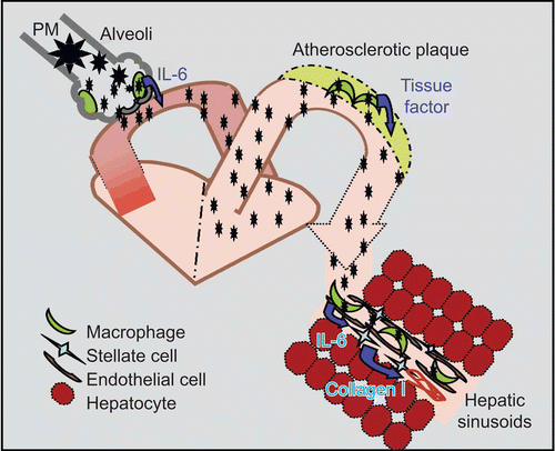 Figure 6.  Dissemination of ambient PM2.5 and activation of tissue macrophages. Ambient PM2.5 may stimulate alveolar macrophage activation and IL-6 production. Soluble PM2.5 may then enter the circulation and enhance tissue macrophage production of pro-inflammatory cytokines and chemokines. In arteries, this process may enhance the progression of atherosclerosis while in liver the progression of NAFLD may be accelerated.