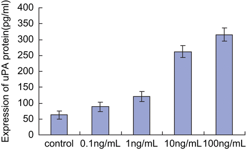 Figure 2.  Effect of bFGF on secretion of uPA protein. Each bar represents mean ± SEM. After treatment with different concentrations of bFGF (0.1, 1, 10, 100 ng/mL), supernantant was obtained from cultures of SKOV3 cells, and tested by ELISA. The expression of uPA protein increased due to stimulation with bFGF in a dose-dependent manner.