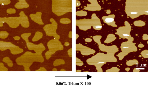 Figure 4.  Tapping mode AFM images taken under fluid of the effect of detergent on lipid bilayers of the canonical raft composition – equimolar DOPC, SM and cholesterol. (A) Phase separation of the ld and lo domains prior to detergent treatment. This composition appears to be close to a critical point, with a characteristic finger-like structure to the condensed domains. z-range = 5 nm. (B) Upon treatment with Triton X-100 for 10 minutes (at 0.06% just above its cmc), the ld phase is completely removed exposing the mica substrate but leaving behind detergent resistant domains that correspond closely to the lo phase. z-range = 12 nm (unpublished observations: S. D. Connell & D. A. Smith). This figure is reproduced in colour in Molecular Membrane Biology online.