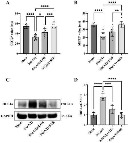 Figure 5. Effects of SSR on renal oxygenation in 5/6 (A/I) rats. (A) The level of COT2* was evaluated by BOLD-fMRI after treatment. (B) The level of MET2* was evaluated by BOLD-fMRI after treatment. (C) The expression of HIF-1α protein was determined by western blot. (D) Quantitative analysis of HIF-1α protein level (n = 4). Data were analyzed by One-way ANOVA. Values are mean ± SE. *p < 0.05; **p < 0.01; ***p < 0.001; ****p < 0.0001. COT2*, cortical T2*; MET2*, medullary T2*; LOS, Losartan; SSR, Shen Shuai II Recipe.