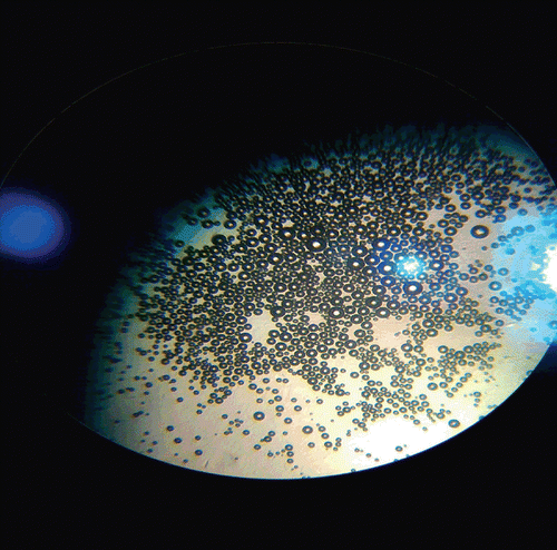 Figure 3.  Optical microscope image of non-extruded TQ-LP.