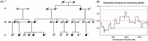 FIGURE 1. (A) Family structure of the four generation Caucasian family with keratoconus. *Denotes genotyped individuals. (B) Results of parametric linkage analysis.