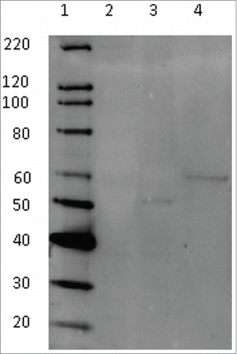 Figure 4. Antibody response from a representative A129 mouse vaccinated with MVA-NP10200. Sera from vaccinated A129 mice were tested for reactivity with a baculovirus-expression recombinant CCHFv NP (lane 4) and CCHFv-infected (lane 3) or uninfected (lane 2) SW13 cells by Western blotting. Lane 1 shows a molecular weight marker.