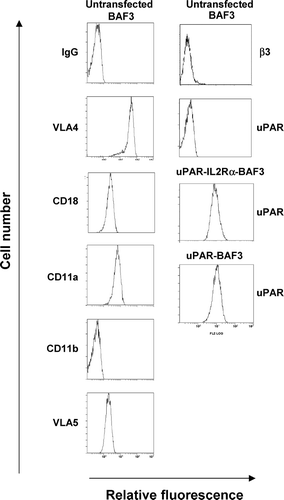 Figure 1 Quantification of the expression of uPAR and integrins. uPAR and uPAR-IL-2Rα expressing BAF3 cells were analyzed by fluorescence-associated cell sorting using a polyclonal anti-uPAR IgG. Integrin expression on BAF3 cells was determined using the following mAbs; PS/2 against VLA4, Game 46 against CD18, M1/74 against CD11a, M1/70 against CD11b, MFR5 against VLA5, and 2C9.G2 against β3-integrin.