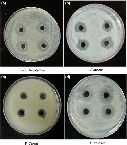 Figure 5. Antimicrobial activity of silver nanoparticles against Vibrio parahaemolyticus [ATCC 33844] (a), Staphylococcus aureus [ATCC 6538] (b), Bacillus cereus [ATCC 14579] (c), and Candida albicans [KACC 30062] (d), respectively.