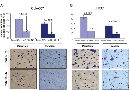 Figure 7 Treatment with miR-150-NF decreases the motility and invasion of pancreatic cancer cells.Notes: (A) Colo-357 and (B) HPAF cells were treated with miR-150-NF or blank NPs for 48 hours as described above. Cells were trypsinized and seeded (1×106 and 2.5×105 for migration and invasion, respectively) in serum-deprived media on non-coated or Matrigel-coated membranes for motility and invasion assays, respectively. Medium containing 10% FBS was added in the lower chamber as a chemoattractant and incubated for 16 hours in transwell plates. Cells that had migrated/invaded through the membrane/Matrigel to the bottom of the insert were fixed, stained, photographed using inverted phase contrast microscope, and counted in ten random view fields. Bars represent the mean ± standard deviation (n=3) of number of migrated/invaded cells per field; *P<0.05.Abbreviations: FBS, fetal bovine serum; NF, nanoformulation; NPs, nanoparticles.