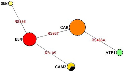 Figure 4. Phylogenetic network of classical haplotypes identified in this study built using Network v.10.2.0.0 (Median joining network). Representation of the haplotype’s relationship based on sequence data from Table 7. The SNPs names are shown in red, abbreviated version (last three numbers, Tables 5 and 7). The central node is CAR haplotype, and the secondary node is BEN haplotype, from the latter SEN and CAM are derived. The Reference sequence is included in CAM haplotype (black color). Samples from Pregen, which correspond to newborns at Clinics in Bogotá, seem to come from the Atlantic Coast, since they fit quite well into the phylogenetic network: 2 CAR and 1 BEN (Table 7). ATP1 is an atypical haplotype (Table 7).