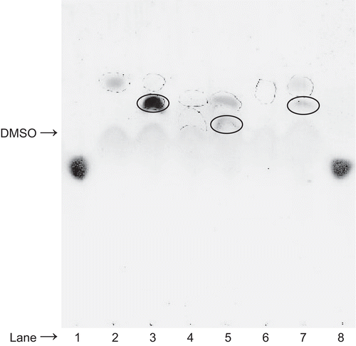 Figure 2.  Thin layer chromatographic analysis of the products formed by reacting (30 mM) ebselen, (18 mM) compound 2, or (30 mM) compound 3 with (30 mM) l-cysteine. Lane 1, l-cysteine; lane 2, ebselen (dotted circle); lane 3, ebselen overspotted with l-cysteine; lane 4, compound 2 (dotted circle); lane 5, compound 2 overspotted with l-cysteine; lane 6, compound 3 (dotted circle); lane 7, compound 3 overspotted with l-cysteine; lane 8, l-cysteine. Note that lanes 3, 5, and 7 reveal that the l-cysteine spot has disappeared and that new spots (solid circles) with a slower migration rate than compounds 1, 2, and 3, respectively, are observed. l-cysteine was visualized with ninhydrin reagent followed by warming at 70°C in an oven.