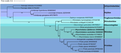 Figure 3. Maximum-likelihood phylogeny of five families from the order Rhinopristiformes based on the concatenated dataset of 13 protein-coding genes, with members of the families Rajidae and Arhynchobatidae included as outgroups. Numbers at nodes indicate bootstrap values. GenBank accession numbers are given adjacent to the species name, scale bar indicates groupings of species into families and the taxa in bold are the mitogenomes from this study.