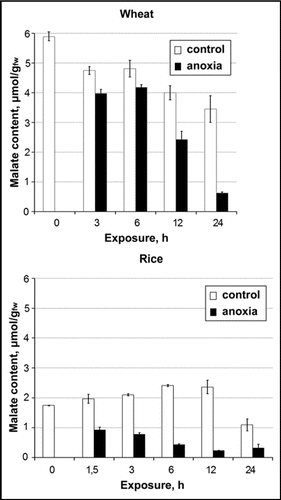 Figure 1 The influence of anoxia on malate content in roots of intact rice and wheat seedlings.