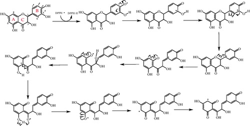 Figure 7. The proposed reaction scheme between DPPH free radicals and taxifolin.