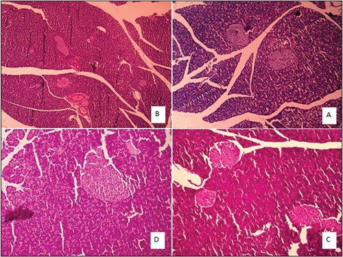 Figure 5. Pancreatic tissue morphology in the rat in an acute and sub-chronic period; (A): control group (×40), (B): One-week exposure, (C): 6h exposure, (D): 4 weeks exposure.