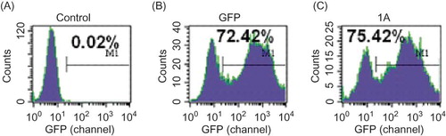 Figure 1. Transfection efficiency in different groups at the titer of 107 TU/mL: (A) control group; (B) pSC-GFP group; (C) pSC-GFP/Col I group. The unit for the values in x-axis is channel. The transfection efficiency was 0.02% in control group, and that in pSC-GFP group and pSC-GFP/Col I group was similar. These findings suggested Col I shRNA did not affect the transfection.