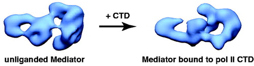 Figure 4. Human Mediator undergoes a structural shift upon binding the pol II CTD. EM structures of unliganded Mediator (left) and CTD-bound Mediator (right) are shown. Note the CTD-Mediator sample is bound to native, full-length (52 YSPTSPS heptad repeat) mammalian CTD (Naar et al., Citation2002). (see colour version of this figure online at www.informahealthcare.com/bmgwww.informahealthcare.com/bmg).