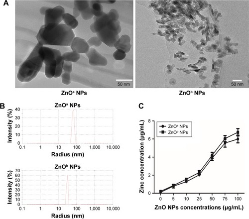 Figure 1 Characterization of ZnO NPs.Notes: ZnO NP morphology and size were detected using TEM (A). DLS (B) was used to determine NP distribution in an aqueous solution. (C) Zinc concentrations in supernatants of ZnO NP suspensions at various concentrations (0, 5, 10, 25, 50, 75, and 100 μg/mL). Scale bar =50 nm.Abbreviations: DLS, dynamic light scattering; NPs, nanoparticles; TEM, transmission electron microscopy.