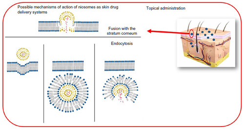 Figure 3 Mechanisms of action of niosomes as skin drug delivery systems.