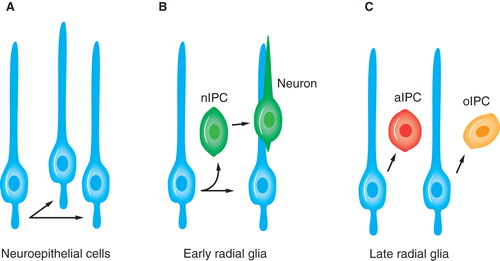 Figure 1. Neuroepithelial cells and radial glia are neural stem cells. nIPC, aIPC and oIPC denote intermediate progenitor cells for neurons, astrocytes, and oligodendrocytes, respectively.