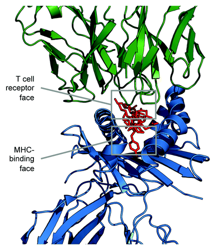 Figure 1.JanusMatrix separates the amino acid sequence of T cell epitopes into TCR-facing residues and HLA binding cleft-facing residues, and then compares the TCR face to other putative T cell epitopes. JanusMatrix defines cross-reactive T cell epitopes as those that have the same MHC allele restriction, the same or similar T cell-facing residues (epitope), and conserved binding of MHC-facing residues (agretope). The HLA-facing residues of the comparators are allowed to vary, as long as they still bind to the original HLA allele. Epitopes that are identical in terms of their TCR face and are equally able to bind to the identical HLA, but differ in sequence, are rapidly identified from a given database of genomic sequences. This enables large-scale comparisons between TCR-homologous T cell epitopes from the HG, the HM, and the HP.