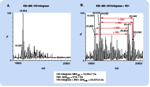 Figure 2. Deconvoluted ESI-MS spectra of (left panel) HIV-integrase and (right panel) HIV-integrase after photoaffinity labeling with the HIV-integrase inhibitor coumarin (R61).(A): the base peak at m/z 19,954 agrees precisely with the MW of HIV-integrase as calculated from the amino acid sequence. The additional peaks at higher m/z can be assigned to oxidation products and β-mercaptoethanol adducts. (B): due to the presence of the photoaffinity label, the peaks are shifted to higher m/z values by 516 Da, which agrees precisely with the expected mass increment for addition of one coumarin molecule.ESI: Electrospray ionization; MS: Mass spectrometry; MW: Molecular weight.