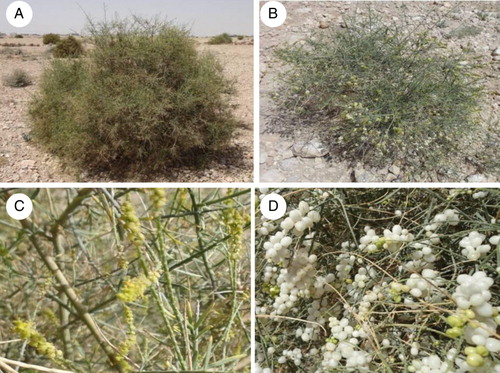 Figure 1. Incidence of O. baccatus (Del.) in the original habitat. (A) The vegetation stage of plant growth; (B) beginning of flowering and fruiting stage; (C) inflorescence stage; and (D) fruiting stage.