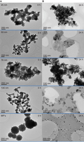Figure 2. TEM images of copper particles (A) in their pristine form (prepared in ethanol) and (B) following 24 h incubation in EMEM culture medium under culture conditions (37°C/5% CO2). Scale bars indicate size (nm).