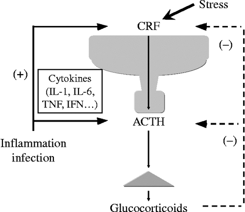 Figure 1.  A schematic model of the hypothalamic–pituitary–adrenal (HPA) axis. CRF plays a central role in controlling stress responses. CRF, produced in the hypothalamic PVN, stimulates ACTH production from the corticotrophs of the anterior pituitary (AP). ACTH then stimulates glucocorticoid release from the adrenal glands. Glucocorticoids, in turn, inhibits both CRF production in hypothalamus and the ACTH production in the AP.