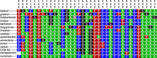 Figure 4.  COI character-based key for select species of Labeo. Top vertical numbers denote positions of the 652 bp fragment analyzed. L. annectens, L. barbatus, L. batesii, L. fulakariensis, L. greenii, L. lineatus, L. longipinnis, L. nunensis, L. quadribarbis, L. sanagaensis, L. sorex, and L. sp. nov. CO8-53, with pure CAs (nucleotides that are private to that species). Labeo lividus, L. nasus, and L. weeksii with compound CAs (combinations of nucleotides).