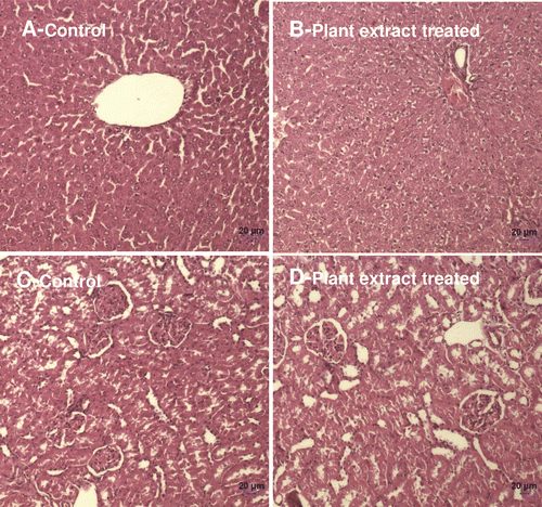 Figure 3.  Histopathological observation of liver and kidney tissues: (A & B) Liver of control (A) and extract treated (B) animals, showing normal architecture and orderly alignment of hepatocytes. (C & D) Kidney of control (C) and extract treated (D) animals showing normal pattern. [Animal treatment details: Refer materials and methods].