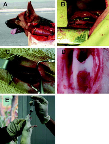 Figure 2.  Various applications of PHA in medical fields. (A) Artificial esophagus; (B) Vascular patches; (C) Nerve conduit tissue engineering; (D) Articular cartilage tissue engineering; (E) Nutritional and therapeutic uses by oral administration.