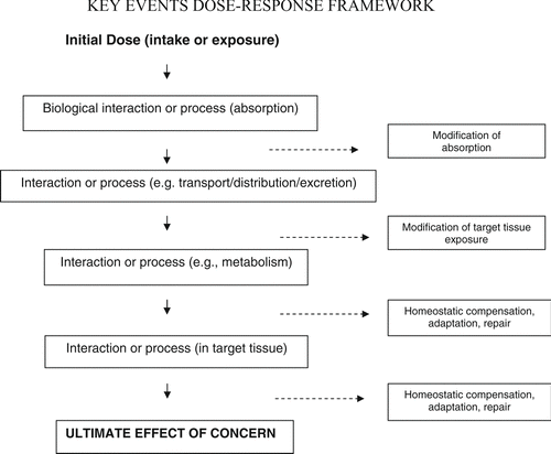 Figure 2 The Key Events Dose-Response Framework organizes available information on the multiple kinetic and dynamic events that occur between an initial dose and the effect of concern. Events are indicated generically here; but, for a given pathway, many specific kinetic and dynamic events may occur.