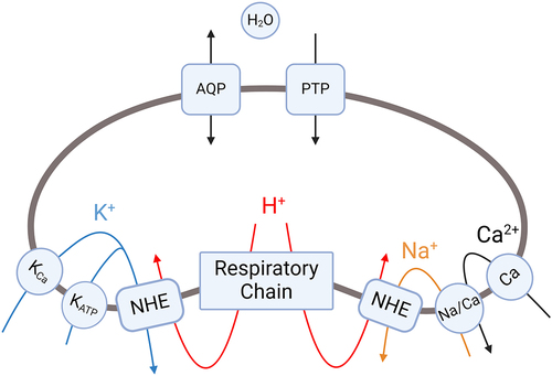 Figure 2. Cation fluxes that regulate mitochondrial matrix volume.