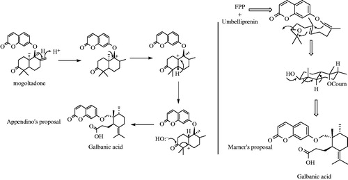 Figure 4. Marner’s and Appendino’s proposals for biosynthesis of galbanic acid.