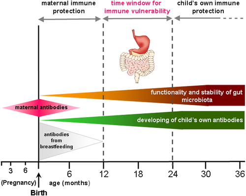 Figure 3. The critical window for immune vulnerability of children. At about 12 months the maternal protection is disappeared as well as antibodies from breastfeeding (especially in early weaning). On the other hand, the functionality and stability of gut microbiota as well as child's own antibodies formation are not yet reached.