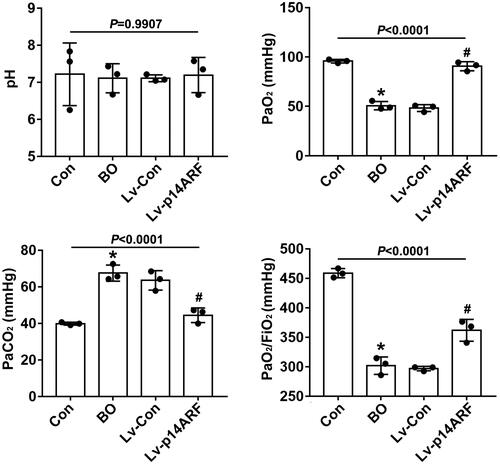Figure 4. p14ARF improved pulmonary oxygenation and diffusion functions in BO mice. On the 28th day of NA inhalation, 3 mice in each group were used to detect pulmonary dysfunction indexes. The pH, PaCO2, and PaO2 were measured, and the PaO2/FiO2 value was calculated (n = 3).