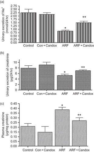 FIGURE 2.  Urinary excretion of Na+ (a), creatinine (b), and plasma creatinine (c) values in control and ARF rats treated with or without candoxatril (30 mg/kg/day; orally, 3 weeks). Values are mean ± SEM. *p < 0.05 versus control; **p < 0.05 versus ARF.