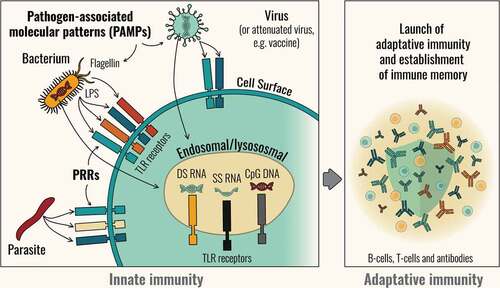 Figure 1. An overview of innate and adaptive immunity.