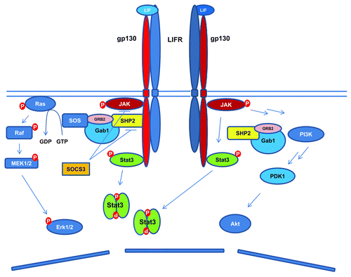 Figure 1. Schematic diagram of LIF signaling pathways. LIF binds to LIFR, which leads to the heterodimerization of LIFR and gp130. This is followed by the activation of JAK-STAT3, PI3K/Akt, and Erk1/2 signaling pathways. The activated STAT3 leads to increased expression of SOCS3, which serves as a negative feedback signal to LIF stimulated activation of STAT3 and Erk1/2.