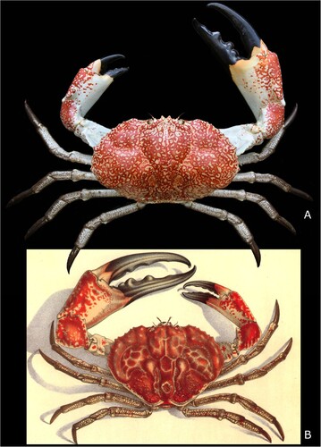 Figure 2. The extant ‘Southern Giant Crab’, Pseudocarcinus gigas (Lamarck Citation1818). A, dorsal view of male specimen, maximum carapace width 220 mm, maximum major claw length 270 mm (photograph by Ondřej Radosta). B, after McCoy Citation1889, originally drawn by John James Wild, scanned from the reference and kindly provided by P. Davie.