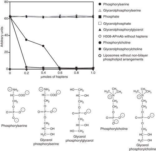 Figure 4. Phosphorylcholine and glycerolphosphorylcholine prevent the binding of H308-AP to non-bilayer phospholipid arrangements. H308-APmAb was incubated with phosphate, phosphorylcholine, glycerolphosphorylcholine, phosphorylserine, glycerolphosphorylserine, glycerolphosphate or glycerolphosphorylglycerol (the chemical structure of some of these haptens is shown). The ability of the H308-AP monoclonal antibody to bind phosphatidylcholine/cardiolipin liposomes with chlorpromazine-induced non-bilayer phospholipid arrangements was assessed by liposomal ELISA. As a negative control, we used liposomes without non-bilayer phospholipid arrangements.
