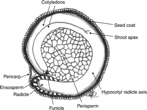 Figure 2. Median longitudinal section of the quinoa grain (adapted from Arendt and Emanuele (Citation2013)).