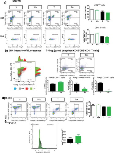 Figure 5. Subtle changes in the peripheral immunological response after Vivomixx administration to TMEV-mice. A spleen cell suspension was stained to analyze the CD4, CD8, CD39+ Treg and Breg cell populations. a) Representative flow cytometry plots of CD45+CD3+CD4+ T cells and CD45+CD3+CD8+ T cells, along with their corresponding quantification. b) Histogram of fluorescence emitted by CD3+CD4+ spleen cells from representative mice in each experimental group. c) Flow cytometry plots of Foxp3+CD39+ Treg cells gated on CD45+CD3+CD4+ T cells, together with a quantification of the percentage of Foxp3+ T cells (gated on CD4+ T cells), Foxp3−CD39+ and Foxp3+CD39+ Treg cells. d) Representative flow cytometry images and quantification of the B220+CD19+ cells in the spleen, together with a normalized histogram and quantification of CD1d expression in B220+CD19+CD5+ gated cells. Groups. S, T (n = 10); groups SVx, TVx (n = 5); **p < .01 vs S; ***p < .001 vs. S; #p < .05 vs. T; ###p < .001 vs T.