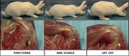 Figure 2. The top images represent the 3 phases of the right forelimb gait cycle in the rabbit, from paw strike to lift-off. Using video analysis, the scapulohumeral angle was calculated at each phase of the gait cycle. These angles were then translated to the dissected specimen (represented by the blue line on the rabbit forelimb). The lower series of images relates the translated scapulohumeral angle to the dissected specimen. The yellow dot represents the coracoid process and the black line the subscapularis tendon insertion on the humerus. Gross inspection reveals that the tendon has excursion within the tunnel from paw strike to lift-off. This is represented by the increase in distance from the yellow dot (corocoid process) to the black line (subscapularis insertion).