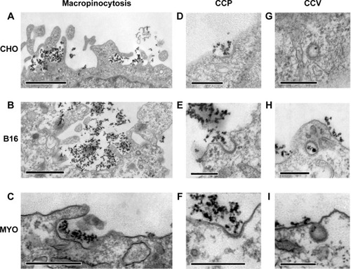 Figure 1 Internalization pathways of PAA-coated Co-ferrite NPs observed with TEM in three cell types: CHO cells (A, D, G), B16 cells (B, E, H), and MYO cells (C, F, I).Notes: For all three cell types, two endocytic pathways were observed, namely macropinocytosis (A–C) and clathrin-dependent endocytosis, for which CCP (D–F) and CCV (G–I) were observed. Scale bars correspond to 1 μm in panels (A and B), 500 nm in (C), and 250 nm in (D–I).Abbreviations: B16, mouse melanoma cell line; CCV, clathrin-coated vesicles; CHO, Chinese Hamster Ovary cell line; Co-ferrite, cobalt ferrite; CCP, clathrin-coated pits; MYO, primary human myoblasts; NP, nanoparticle; PAA, polyacrylic acid; TEM, transmission electron microscope.