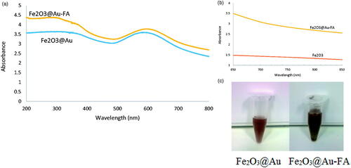 Figure 3. (a) UV-Vis spectra show a red-shift in the surface plasmon resonance of Fe2O3@Au core-shellNPs due to attachment to the FA-cysteamine. (b) UV-Vis spectra of FA conjugated Fe2O3@Au core shell NPs and Fe2O3 NPs in water. Arrow shows the wavelength of the laser utilized for PTT. (c) Change in the color of colloidal Fe2O3@Au core-shell NPs from garnet (left) to grayish brown (right) after formation of the FA conjugated Fe2O3@Au complex.